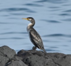 Phalacrocorax carbo