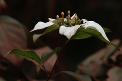 Coelospermum decipiens