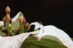 Coelospermum decipiens
