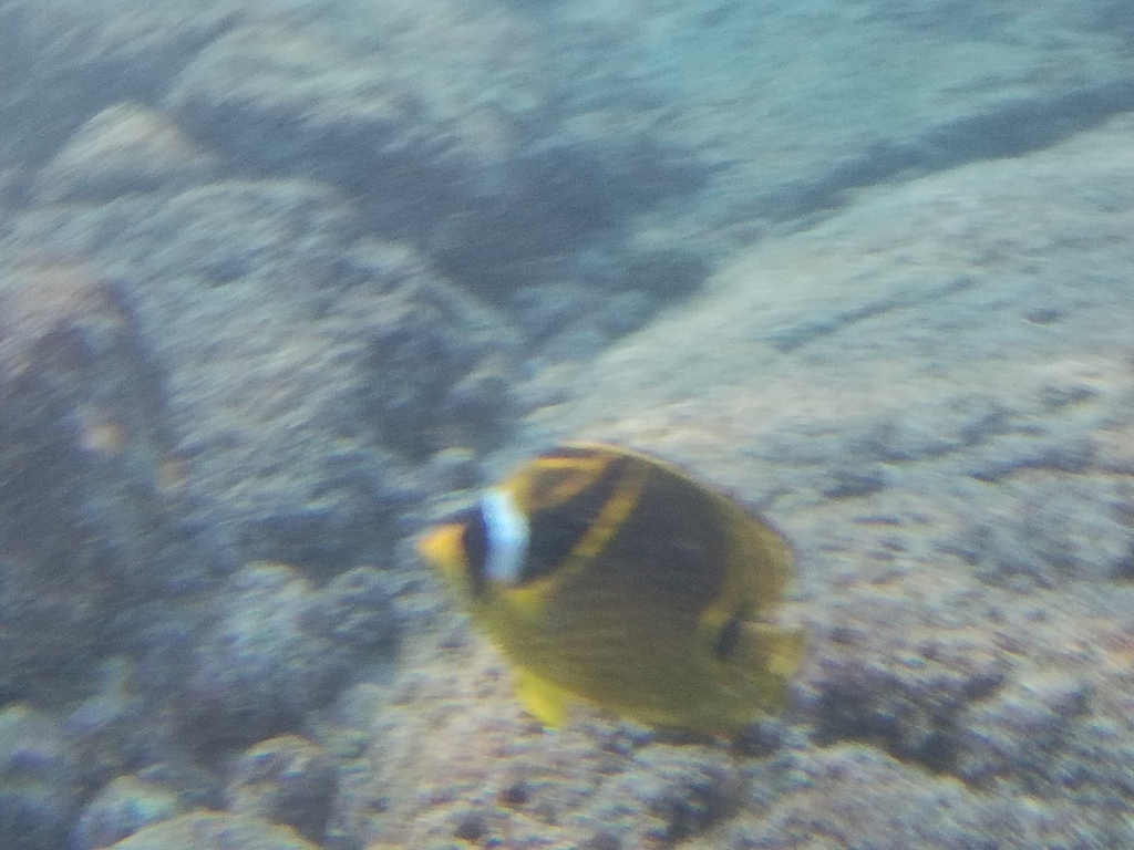 Raccoon butterflyfish