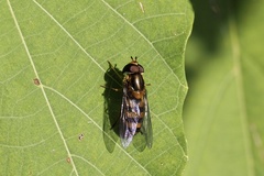 Syrphus vitripennis