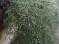 Usnea cornuta