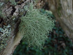 Usnea cornuta