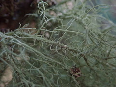 Usnea cornuta