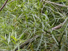 Solanum vescum