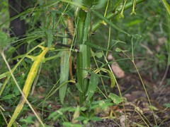 Solanum vescum