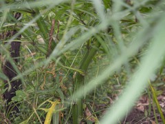 Solanum vescum