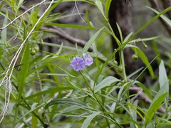 Solanum vescum
