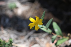 Hibbertia amplexicaulis