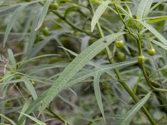 Solanum vescum