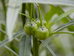 Solanum vescum