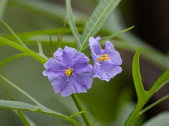 Solanum vescum