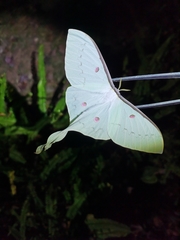 Actias sinensis