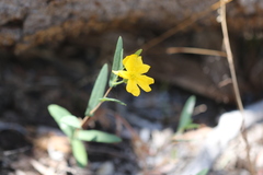 Hibbertia amplexicaulis