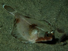 Pleuronichthys ritteri