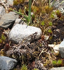 Proscissio milleri