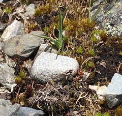 Proscissio milleri