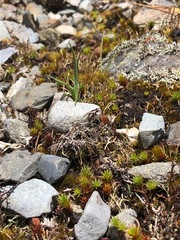 Proscissio milleri