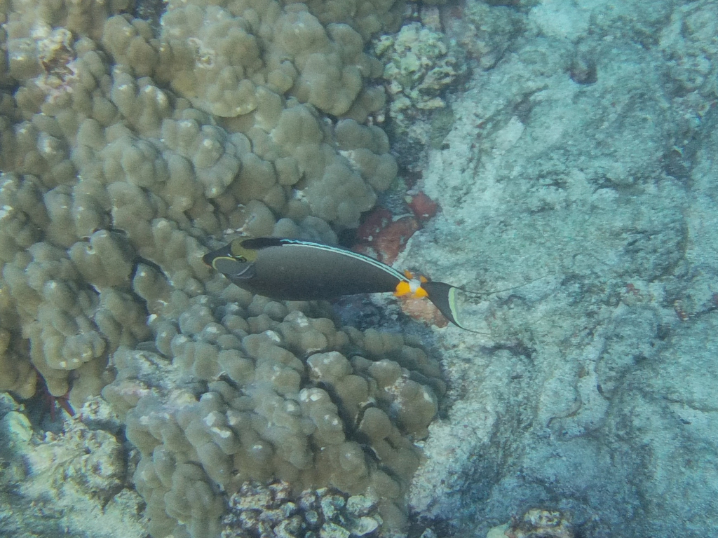 Orange Spine Surgeonfish