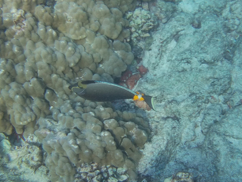 Orange Spine Surgeonfish