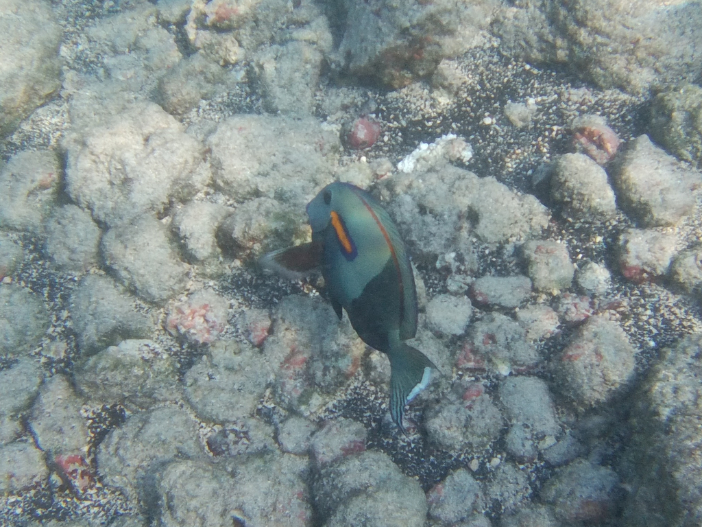 Gendarme Fish