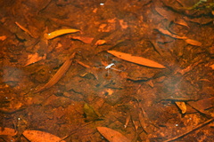 Limnogonus fossarum gilguy