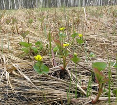 Caltha sibirica