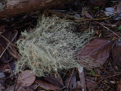 Usnea baileyi