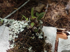 Bulbophyllum tuberculatum