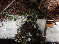 Bulbophyllum tuberculatum