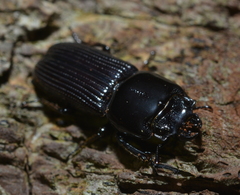 Figulus foveicollis
