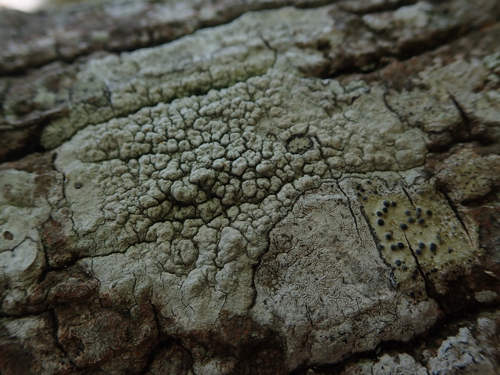 Pertusaria endoxantha