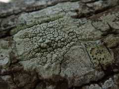 Pertusaria endoxantha