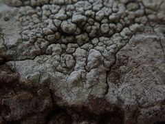 Pertusaria endoxantha