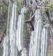 Stenocereus montanus