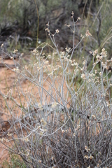 Eriogonum leptocladon ramosissimum