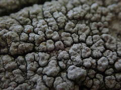 Pertusaria endoxantha
