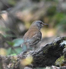 Turdus pallidus