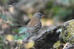 Turdus pallidus