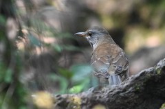 Turdus pallidus