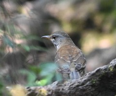 Turdus pallidus