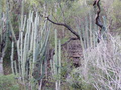 Stenocereus montanus