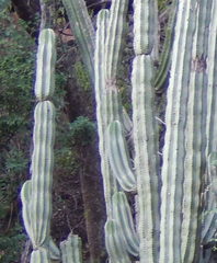 Stenocereus montanus