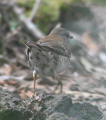 Turdus pallidus