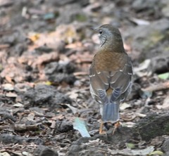 Turdus pallidus