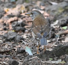 Turdus pallidus