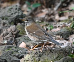 Turdus pallidus