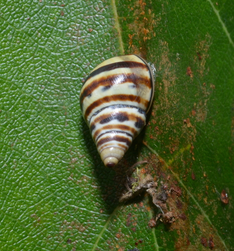 Rhachistia observed 2020-11-14