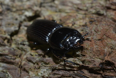 Figulus foveicollis