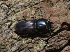 Figulus foveicollis